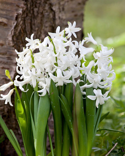 multiflora white.jpg